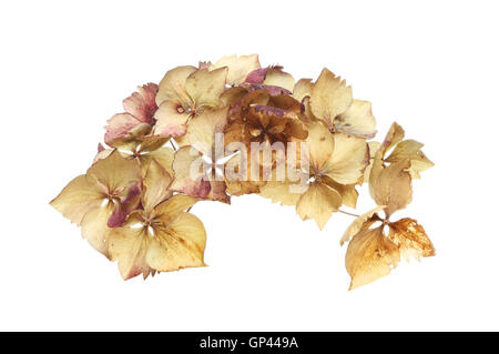 Les fleurs sèches de Hydrangea blanc isolé contre Banque D'Images