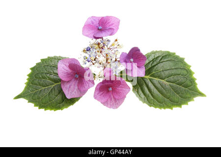 Hortensia Lacecap fleur et feuilles isolées contre white Banque D'Images