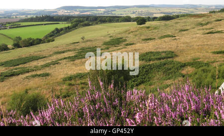 NORTHUMBERLAND, Angleterre. Vue en direction nord depuis la B6341 entre Alnwick et Rothbury avec Heather fleurs (Ling). Photo Tony Gale Banque D'Images