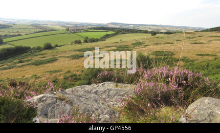 NORTHUMBERLAND, Angleterre. Vue en direction nord depuis la B6341 entre Alnwick et Rothbury avec Heather fleurs (Ling) sur un affleurement de calcaire. Photo Tony Gale Banque D'Images