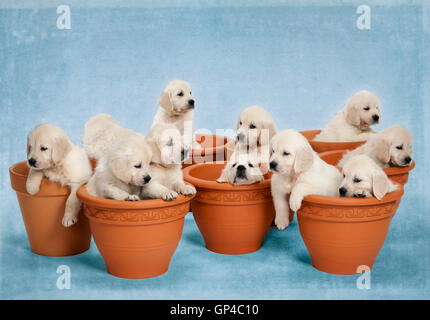 Studio photo de 11 - blanc - beige platine chiots Golden Retriever dans les pots de fleurs. Banque D'Images