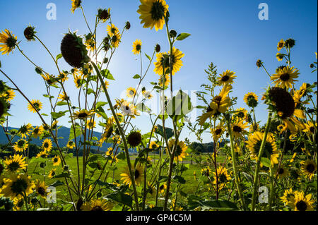 Tournesol Helianthus annuus ; commune ; Asteraceae ; CR108, Salida, Colorado, USA Banque D'Images