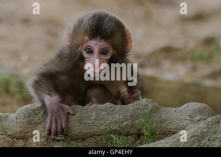 Bébé singe macaque japonais dans les motifs d'Iwatayama Monkey Park, dans le quartier de Arashiyama, Kyoto (Japon) Banque D'Images