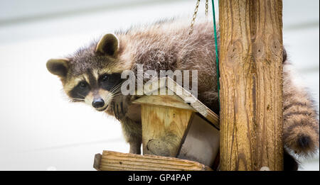 Le raton laveur, sur une mangeoire dans l'Est de l'Ontario. Friendly amoureux des animaux aider les animaux forestiers. Banque D'Images