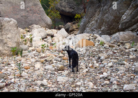 Chien autochtone parmi les montagnes se réjouit Banque D'Images