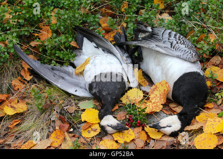 Hunter prey deux oies et mis sur des feuilles jaunes. Banque D'Images