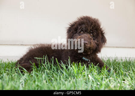 Cute curly haired brun chocolat labradoodle puppy dog pond dans l'herbe avec de l'herbe sur son visage par un mur blanc. Banque D'Images