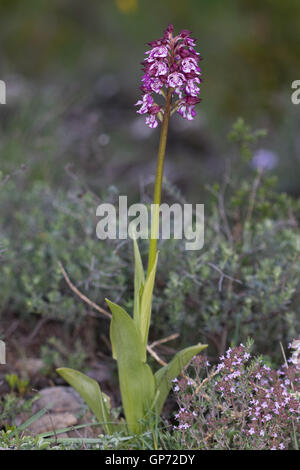 Lady Orchid (Orchis purpurea) Banque D'Images