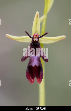 Ophrys insectifera Fly Orchid (fleur) Banque D'Images