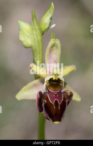 Woodcock Orchid (Ophrys scolopax) flower Banque D'Images