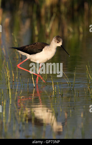 Femme Black-winged Stilt (Himantopus himantopus himantopus) marcher dans un champ inondé Banque D'Images