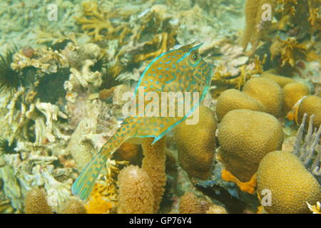 Poissons tropicaux, un cowfish quadricornis griffonné, Acanthostracion, sous l'eau dans la mer des Caraïbes Banque D'Images