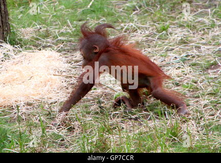 À l'âge de six mois, bébé orang-outan (Pongo pygmaeus) faire un peu de l'exploration Banque D'Images