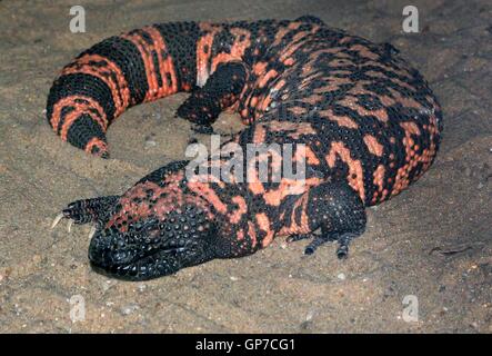 Monstre de Gila (Heloderma suspectum), un lézard venimeux originaire du sud-ouest des États-Unis et du Nord du Mexique (Sonora) Banque D'Images