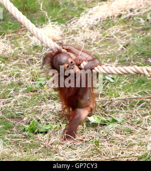 À l'âge de six mois, bébé orang-outan (Pongo pygmaeus) apprendre le métier à des primates Apenheul zoo, Apeldoorn, Pays-Bas Banque D'Images