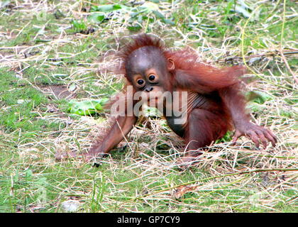 À l'âge de six mois, bébé orang-outan (Pongo pygmaeus) faire un peu de l'exploration Banque D'Images