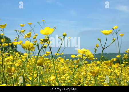 Des milliers de meadow renoncules (Ranunculus acris) fleur en un à Hay meadow Farm, Pentwyn Penallt juin, au Pays de Galles Banque D'Images