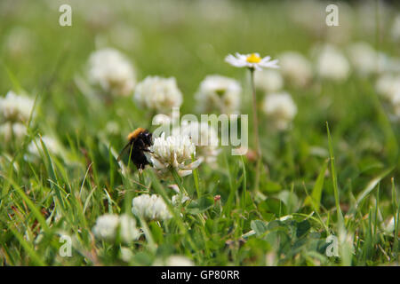 Abeille sur le trèfle Banque D'Images