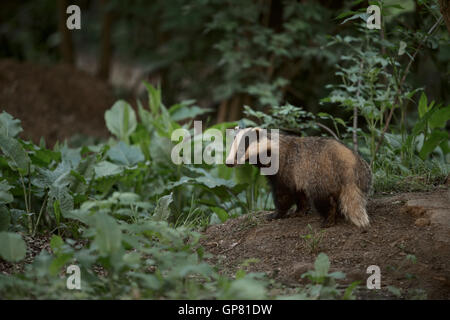 Blaireau européen / Europaeischer Dachs (Meles meles), en environnement naturel, à proximité de son jeu du blaireau, au crépuscule, la faune. Banque D'Images