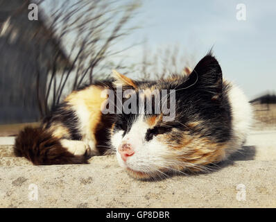 Chaton triste allongé sur un toit Banque D'Images