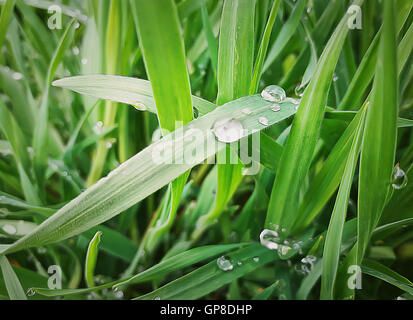 Illustration de l'herbe épaisse avec de l'eau fraîche tombe tôt le matin Banque D'Images