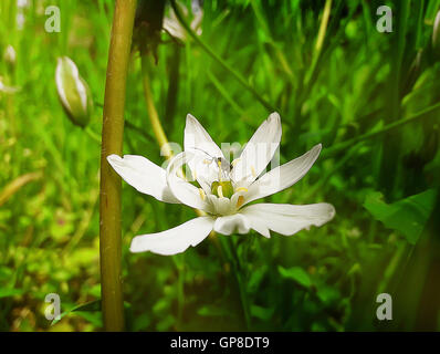 Blanc, fleur sauvage avec un petit insecte au milieu d'un pré vert. Illustration du printemps Banque D'Images