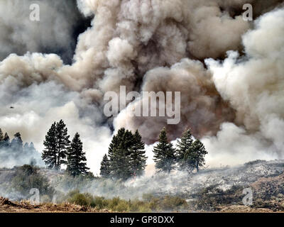 Les flammes et la fumée monter de la Pioneer feu brûler dans la forêt nationale de Boise, le 5 août 2016 au nord-est de Boise, Idaho. L'incendie a brûlé près de 250 milles carrés de forêts et est menée par les pompiers 1100. Banque D'Images