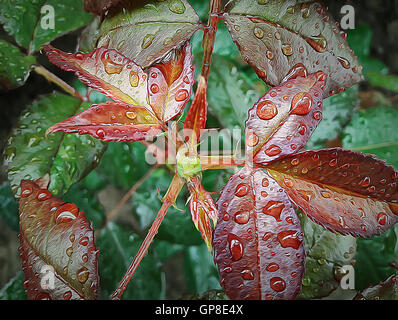 Illustration de feuilles fleur rose avec des gouttes d'eau après la pluie Banque D'Images