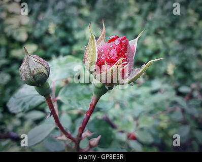 Close up illustration d'un bouton de rose rouge avec une goutte d'eau après la pluie Banque D'Images