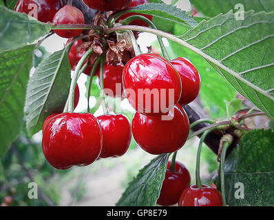 Illustration de fruits rouges et de cerise douce sur une branche juste avant la récolte Banque D'Images