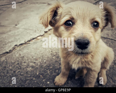 Illustration d'un chiot sans-abri dans la rue Banque D'Images