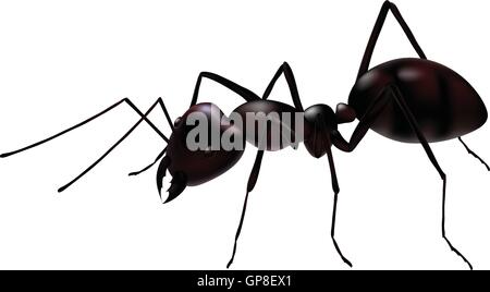 Une vue en gros plan d'un vecteur ant isolated on white Illustration de Vecteur