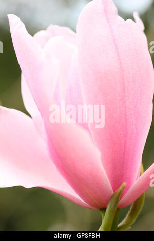 Un avant-goût de printemps avec un magnolia rose bloom Jane Ann Butler Photography JABP478 Banque D'Images