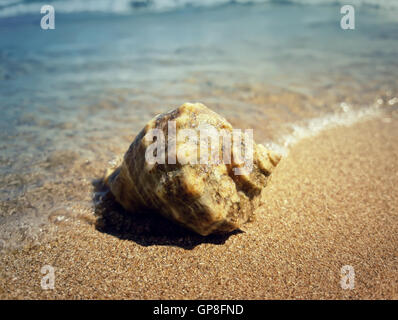 Grande coquille bulot lavée par les vagues de la mer. Vacances d'arrière-plan Banque D'Images