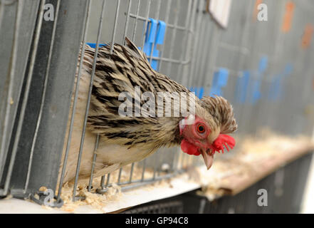 Dorchester, Dorset, UK. 06Th Sep 2016. Crédit d'affichage de la volaille : Dorset Media Service/Alamy Live News Banque D'Images