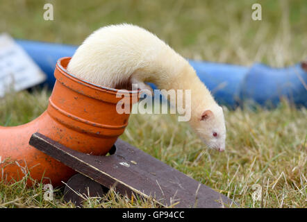 Dorchester, Dorset, UK. 06Th Sep 2016. Ferret Crédit course : Dorset Media Service/Alamy Live News Banque D'Images