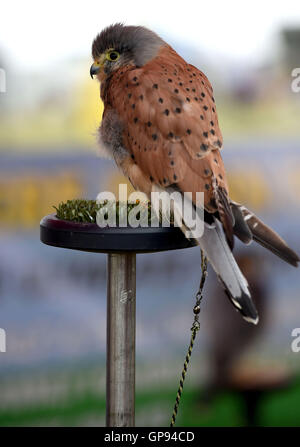 Dorchester, Dorset, UK. 06Th Sep 2016. Kestrel mâle : Dorset Crédit Service Médias/Alamy Live News Banque D'Images