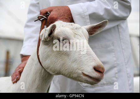 Dorchester, Dorset, UK. 06Th Sep 2016. Crédit chèvre : Dorset Media Service/Alamy Live News Banque D'Images