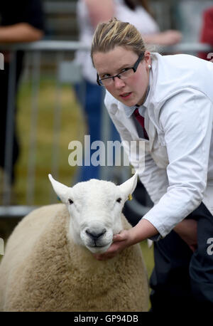 Dorchester, Dorset, UK. 06Th Sep 2016. Crédit : concours de moutons Dorset Media Service/Alamy Live News Banque D'Images