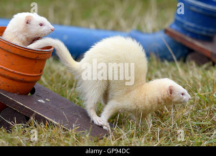 Dorchester, Dorset, UK. 06Th Sep 2016. Ferret Crédit course : Dorset Media Service/Alamy Live News Banque D'Images