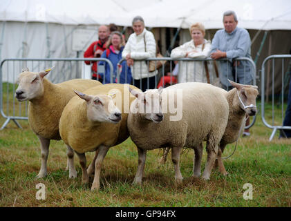 Dorchester, Dorset, UK. 06Th Sep 2016. Crédit : concours de moutons Dorset Media Service/Alamy Live News Banque D'Images