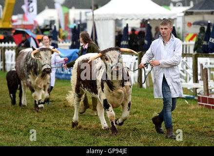 Dorchester, Dorset, UK. 06Th Sep 2016. Défilé des champions : Dorset Crédit Service Médias/Alamy Live News Banque D'Images