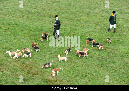 Dorchester, Dorset, UK. 06Th Sep 2016. Hunt beagles Crédit : Dorset Media Service/Alamy Live News Banque D'Images