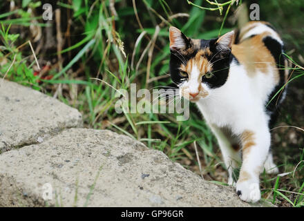 Belle couleur multi-chat dans l'herbe Banque D'Images