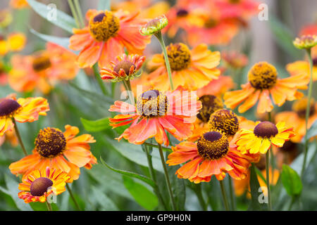 Belles fleurs orange helenium dans un jardin ornemental Banque D'Images