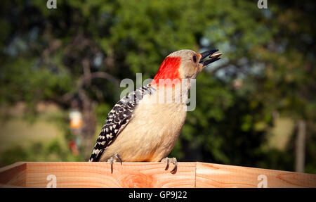 Un pic à ventre rouge manger une graine de tournesol. Banque D'Images