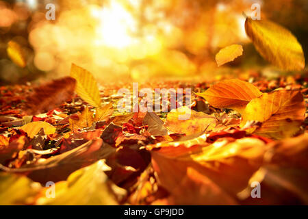 Gros plan animé de tomber les feuilles d'automne avec rétroéclairage dynamique du soleil Banque D'Images