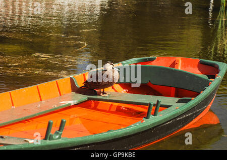 Les canards dans un bateau. Banque D'Images