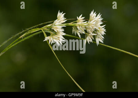 Bois enneigés (Luzula nivea) flower Banque D'Images