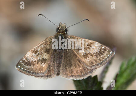 Dingy Skipper (Erynnis tages) Banque D'Images